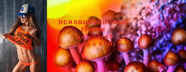 прущие грибы Алзамай